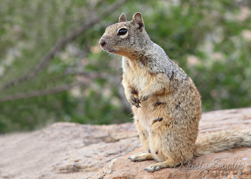 IMAGE: http://ksnyderphoto.smugmug.com/Family/2010-July-Family-Reunion/IMG1319-5x7/959598985_kGqre-XL-1.jpg