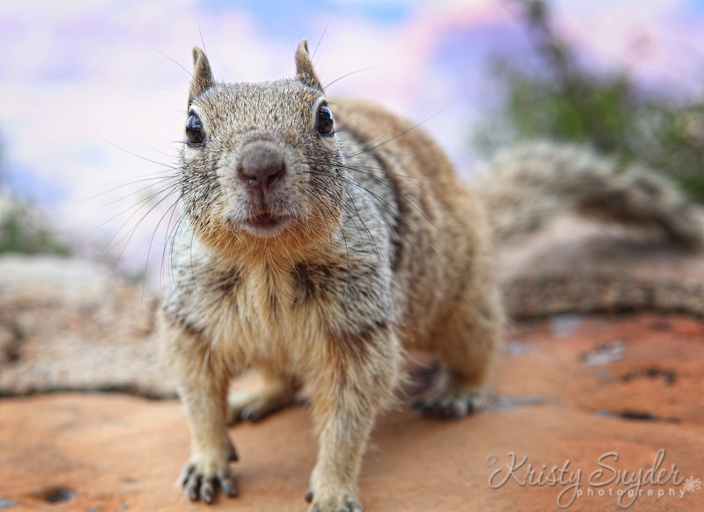 IMAGE: http://ksnyderphoto.smugmug.com/Family/2010-July-Family-Reunion/IMG1321-ed/957524104_aoQxS-XL-1.jpg