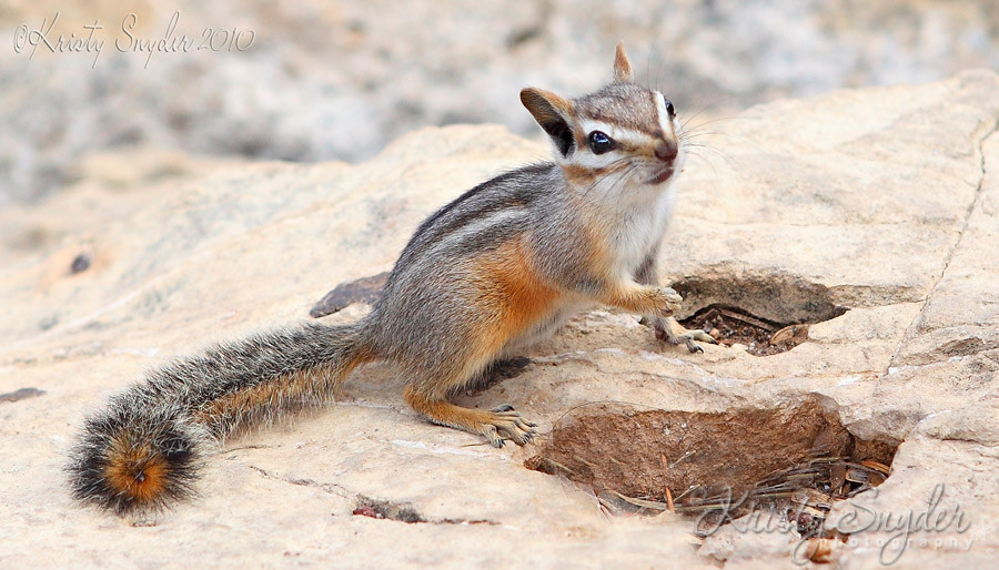 IMAGE: http://ksnyderphoto.smugmug.com/Family/2010-July-Family-Reunion/IMG1340/959599389_VthBk-XL-1.jpg