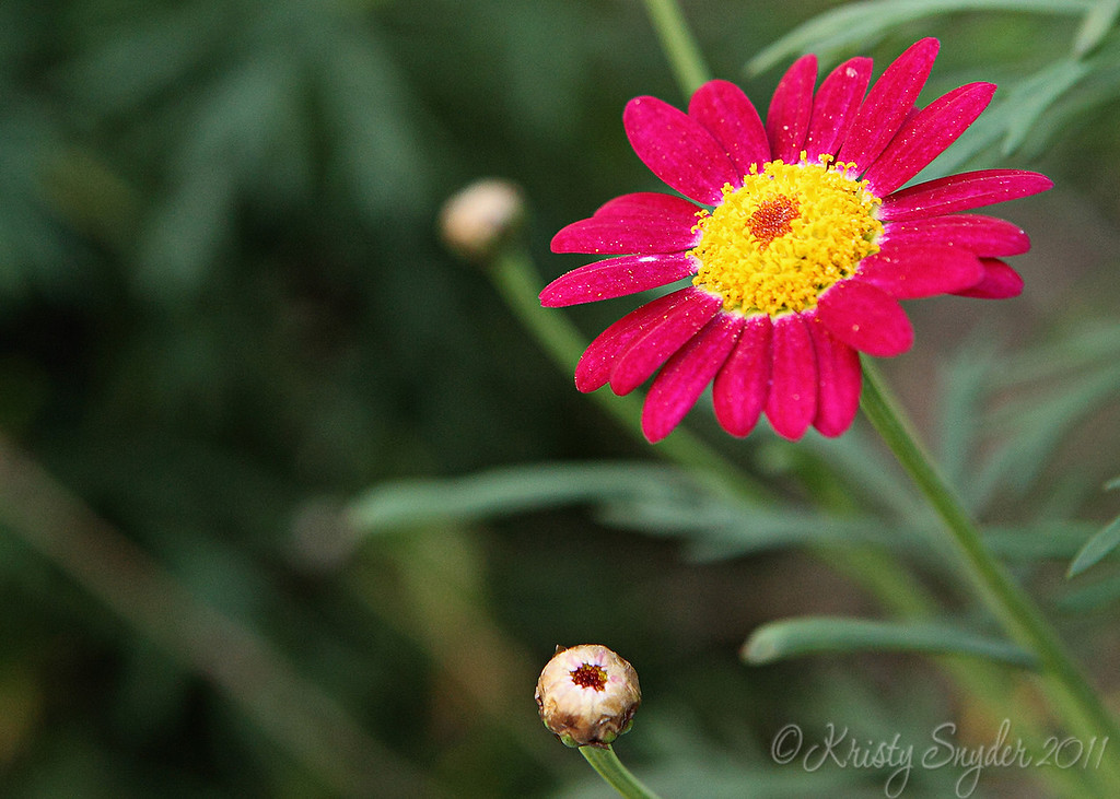 IMAGE: http://ksnyderphoto.smugmug.com/Family/2010-March/IMG0779-5x7/812546039_729Vv-XL.jpg