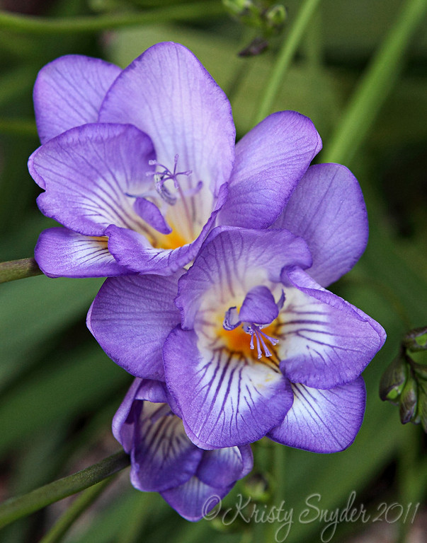 IMAGE: http://ksnyderphoto.smugmug.com/Family/2010-March/IMG0819-5x7/812546588_NzoYB-XL.jpg