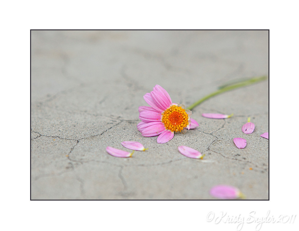 IMAGE: http://ksnyderphoto.smugmug.com/Family/2010-March/IMG0934-5x7/822802348_i3Uvc-XL-2.jpg