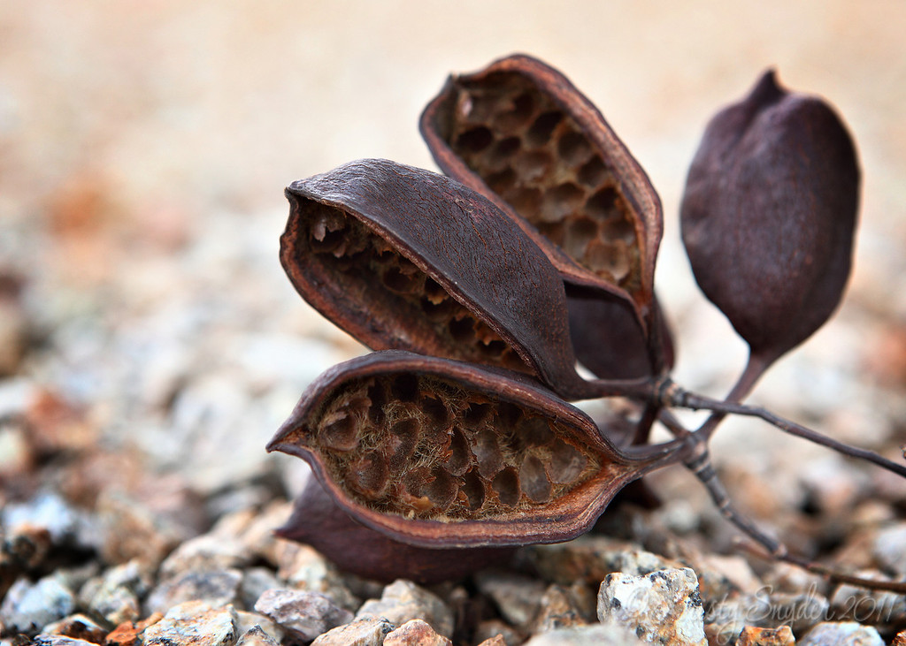 IMAGE: http://ksnyderphoto.smugmug.com/Family/2010-March/IMG9119-5x7/844611070_4wNQ8-XL.jpg