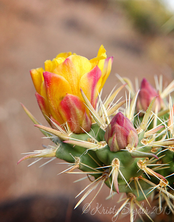 IMAGE: http://ksnyderphoto.smugmug.com/Family/2010-May/IMG9346-11x14-copy/855568881_cLtkv-XL-3.jpg