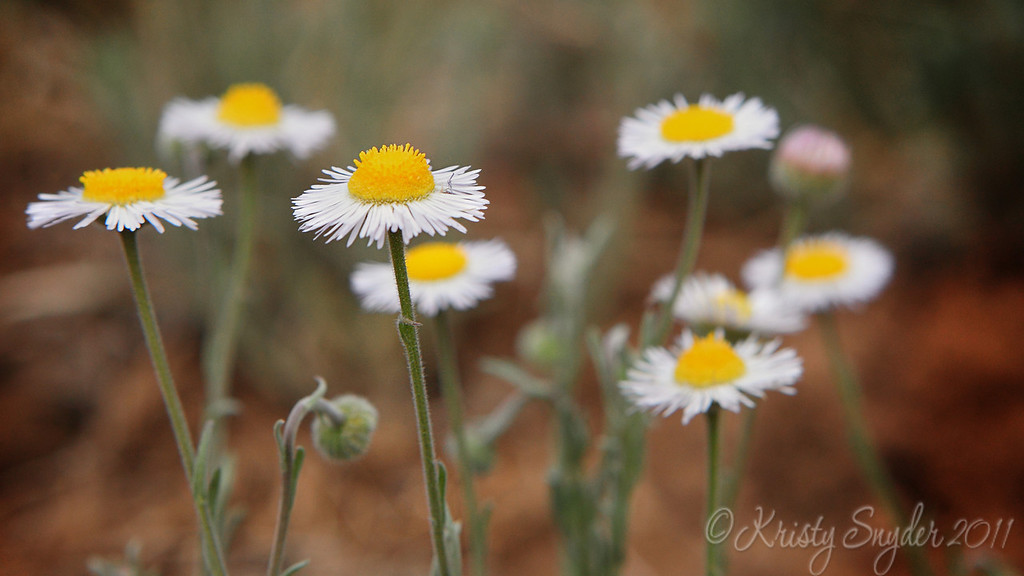 IMAGE: http://ksnyderphoto.smugmug.com/Family/2011-July-Flagstaff-Camping/i-Z3BfKzj/0/XL/IMG1325-16x9-copy-XL.jpg