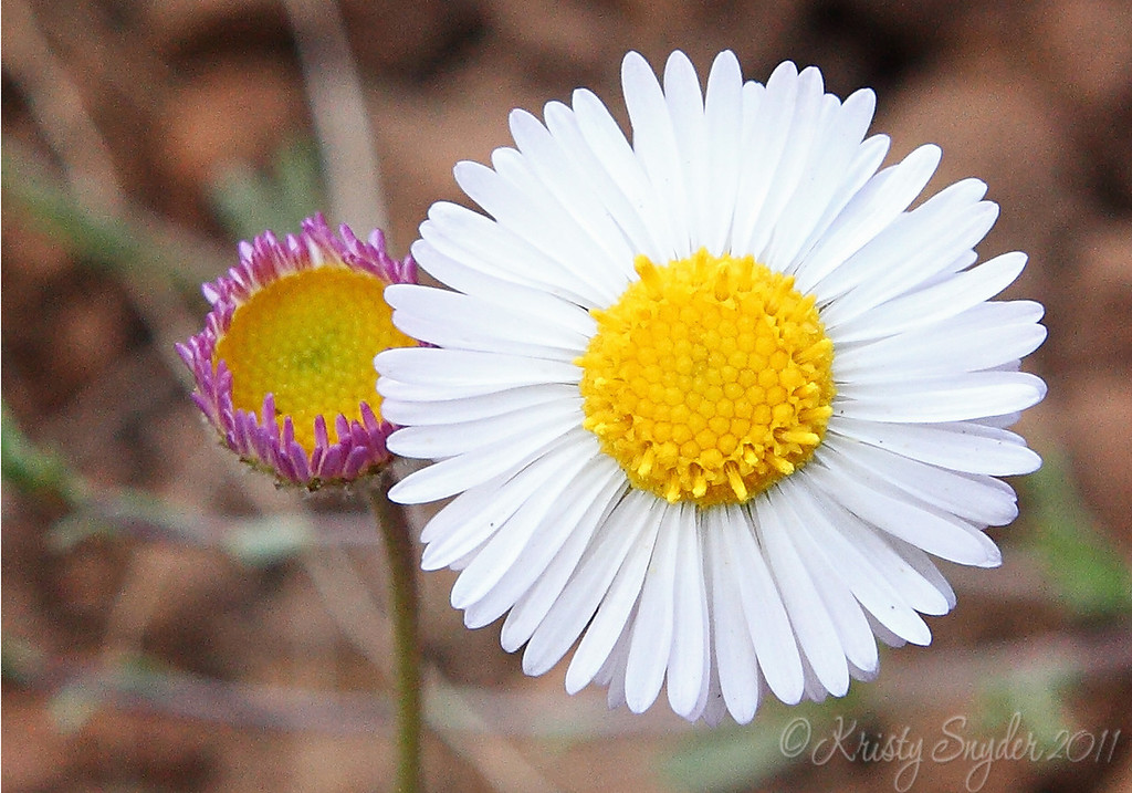 IMAGE: http://ksnyderphoto.smugmug.com/Family/2011-July-Flagstaff-Camping/i-c5rtr6G/0/XL/IMG1314-10x7-copy-XL.jpg