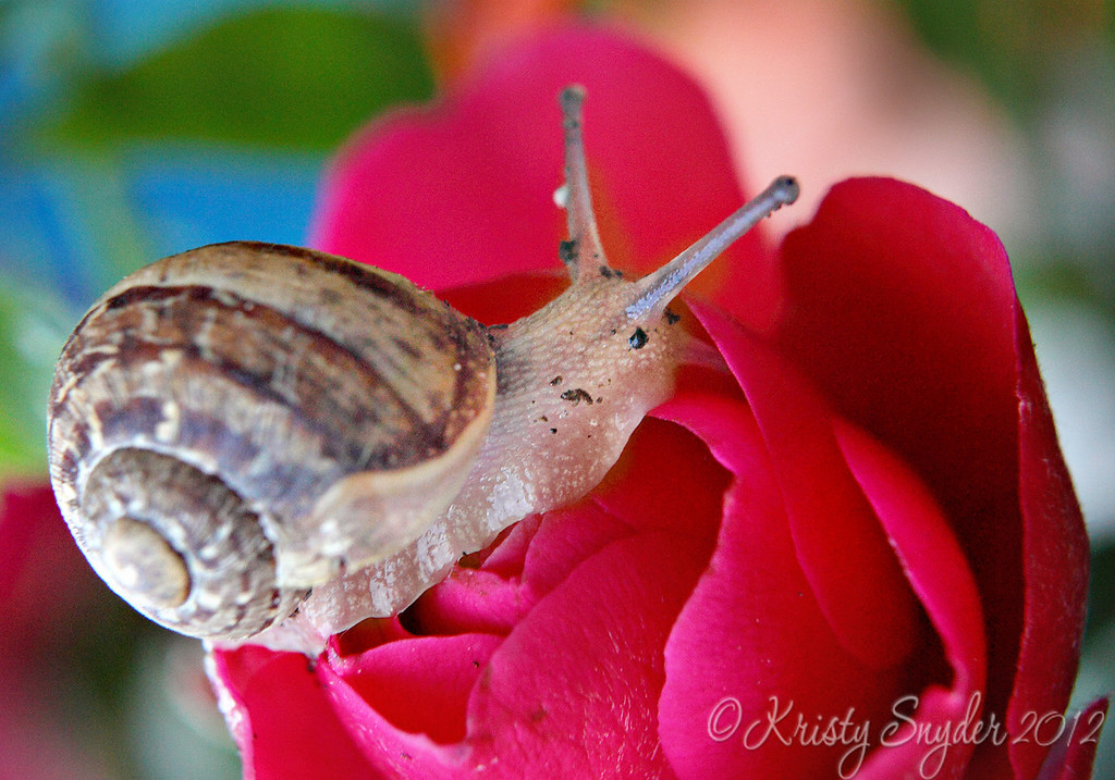 IMAGE: http://ksnyderphoto.smugmug.com/Family/April-2012/i-ZGwNwJS/0/XL/IMG8866-10x7-copy-XL.jpg