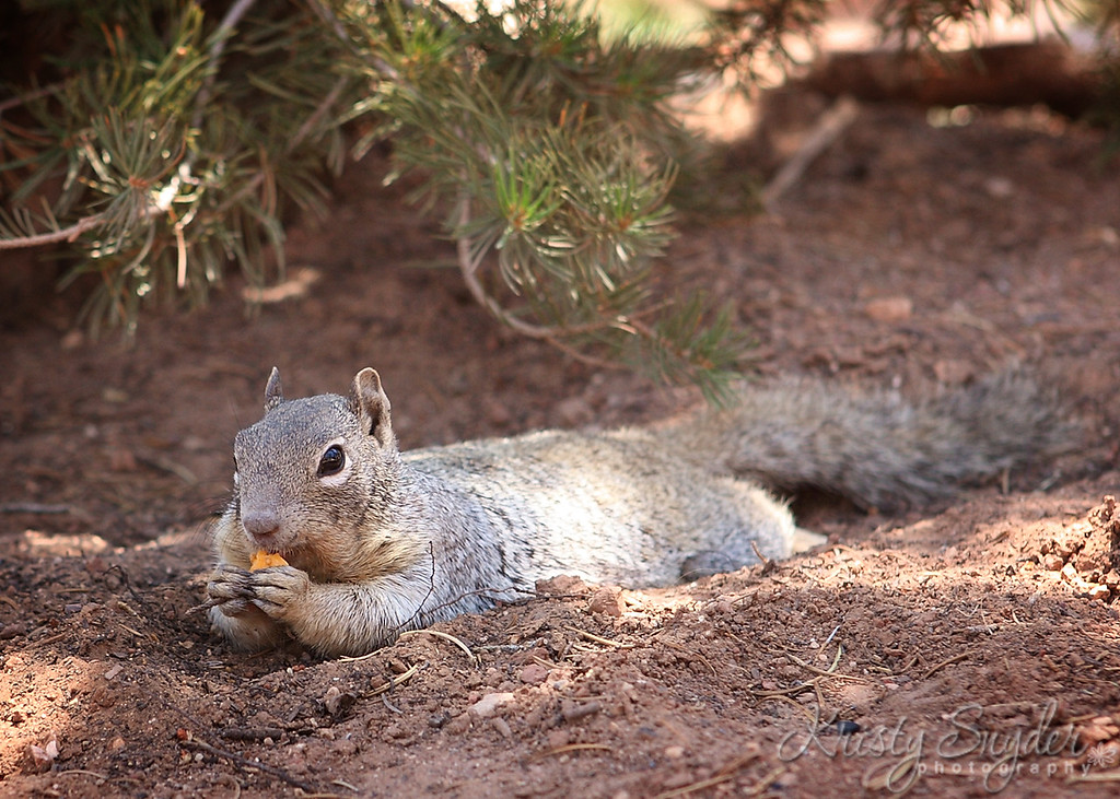IMAGE: http://ksnyderphoto.smugmug.com/Family/Camping-July-09/IMG5312-5x7/609929730_ZbdJx-XL-2.jpg