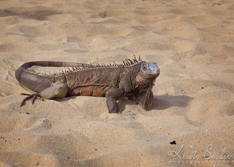 IMAGE: http://ksnyderphoto.smugmug.com/Family/Fall-2009/IMG7650-5x7/727884399_qwqoB-L.jpg