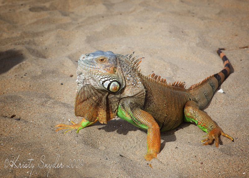 IMAGE: http://ksnyderphoto.smugmug.com/Family/Fall-2009/IMG7668-5x7/727881435_38mi9-L.jpg