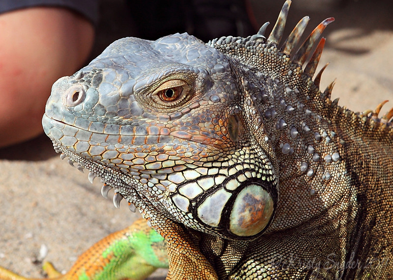 IMAGE: http://ksnyderphoto.smugmug.com/Family/Fall-2009/IMG7670-crop/729000514_ttdg3-L.jpg