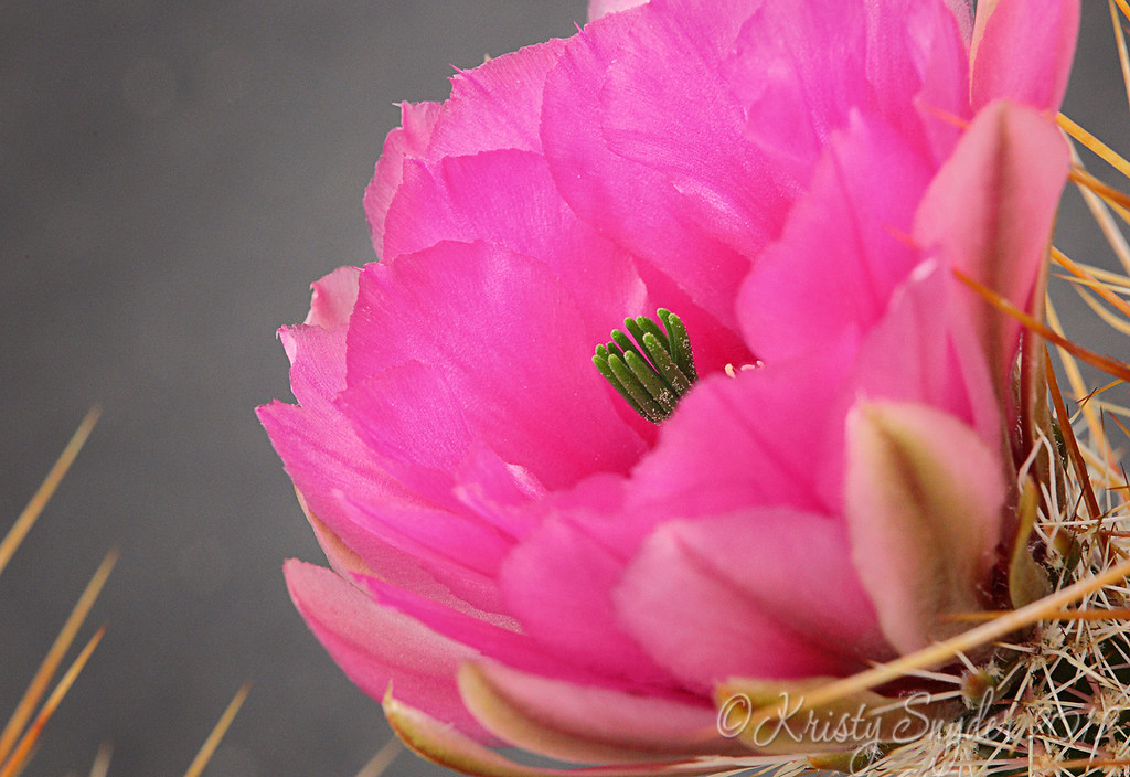 IMAGE: http://ksnyderphoto.smugmug.com/Family/March-2011-Stuff/i-9wjCnZX/0/XL/IMG8632-16x10-XL.jpg