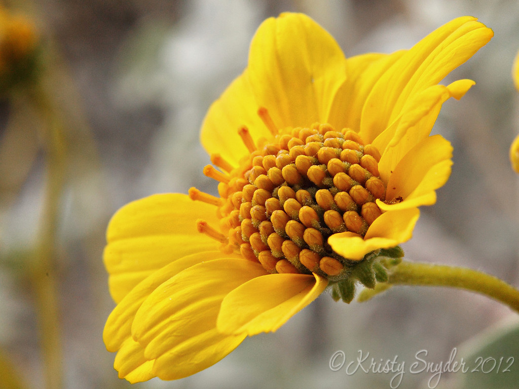 IMAGE: http://ksnyderphoto.smugmug.com/Family/March-2011-Stuff/i-LkRBVsQ/1/XL/IMG8639-16x12-XL.jpg