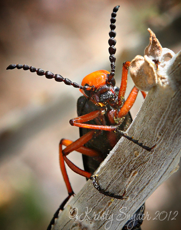 IMAGE: http://ksnyderphoto.smugmug.com/Family/March-2011-Stuff/i-pZz55qn/0/XL/IMG8629-11x14-copy-XL.jpg