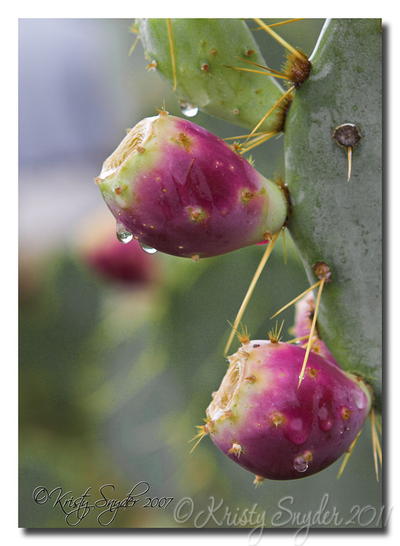 IMAGE: http://ksnyderphoto.smugmug.com/Recent/Recent-Work/IMG9425-01-5x7-copy/411330494_86jbj-XL-2.jpg