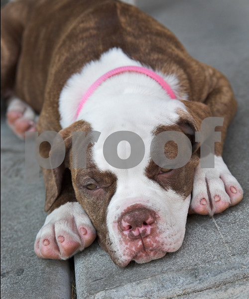 IMAGE: http://ksnyderphoto.smugmug.com/photos/322317521_Lj6Bw-L.jpg