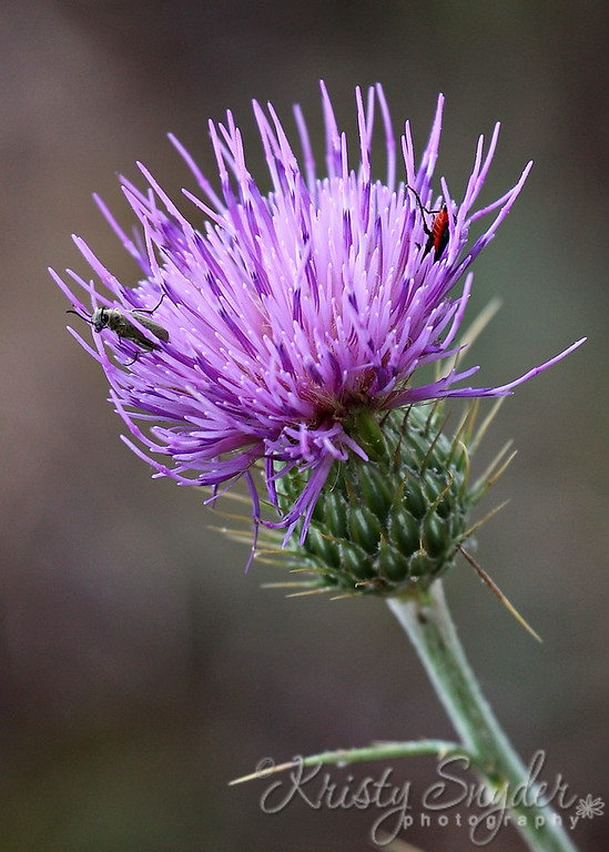 IMAGE: http://ksnyderphoto.smugmug.com/photos/609753649_3e8Tp-XL.jpg